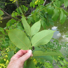 Koelreuteria paniculata