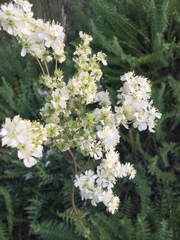 Filipendula vulgaris