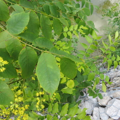 Koelreuteria paniculata