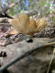 Russulaceae
