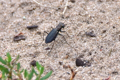 Cicindela punctulata