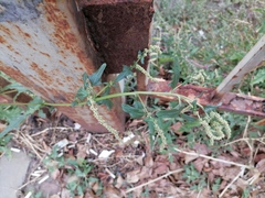 Atriplex tatarica