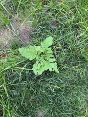 Rhamphospermum nigrum