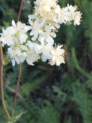 Filipendula vulgaris