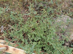 Atriplex tatarica