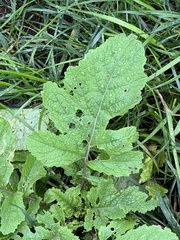 Rhamphospermum nigrum