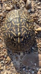 Terrapene ornata