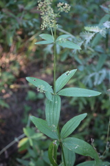 Galium rubioides