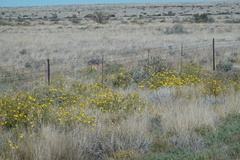 Osteospermum microcarpum