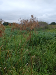 Scirpus pedicellatus