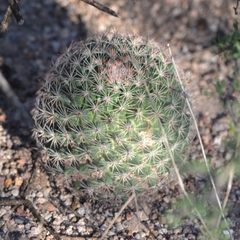 Mammillaria grusonii