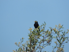 Hymenops perspicillatus