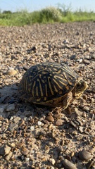 Terrapene ornata