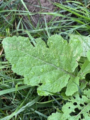 Rhamphospermum nigrum