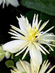 Clematis vitalba