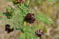 Desmanthus illinoensis
