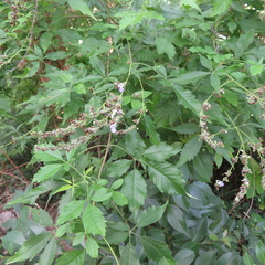 Vitex negundo