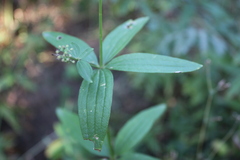 Galium rubioides