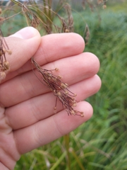 Scirpus pedicellatus