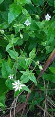 Stellaria aquatica