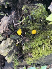 Pluteus chrysophlebius