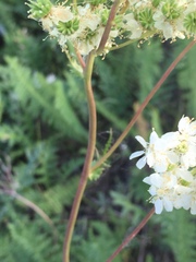 Filipendula vulgaris