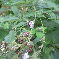 Vitex negundo