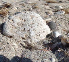 Acanthodactylus erythrurus