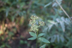 Galium rubioides