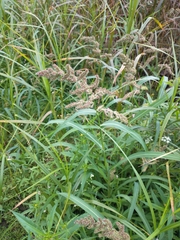 Echinochloa muricata