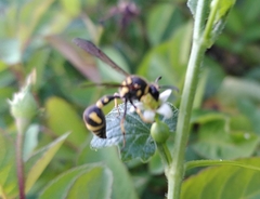 Eumenes mediterraneus