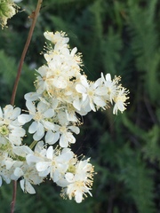 Filipendula vulgaris