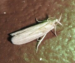 Arivaca pimella