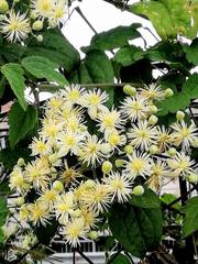 Clematis vitalba