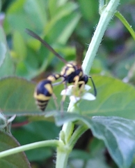 Eumenes mediterraneus