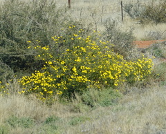 Osteospermum microcarpum