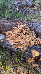 Physalacriaceae