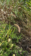 Setaria faberi