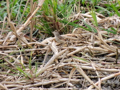 Hymenops perspicillatus