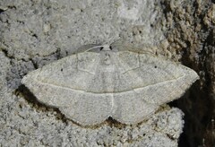 Eusarca geniculata