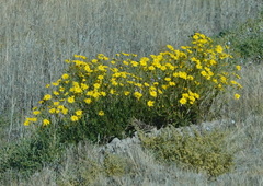 Osteospermum microcarpum