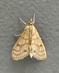 Paracorsia repandalis