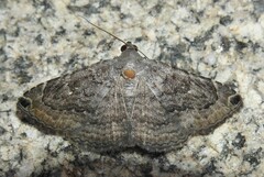 Toxonprucha pardalis