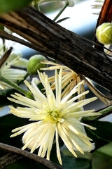 Clematis vitalba