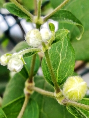 Clematis vitalba