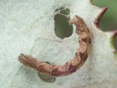 Eupithecia succenturiata