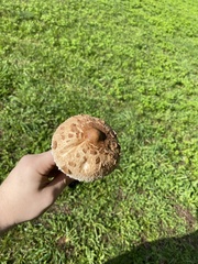 Chlorophyllum rhacodes