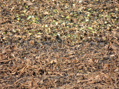 Hymenops perspicillatus