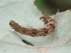 Eupithecia succenturiata