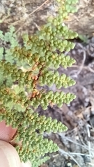 Myriopteris fendleri